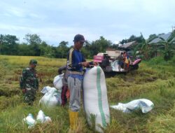 Jaga Stabilitas Harga Babinsa Koramil 1405-01/Ujung Dampingi Petani Jual Gabah Ke Bulog