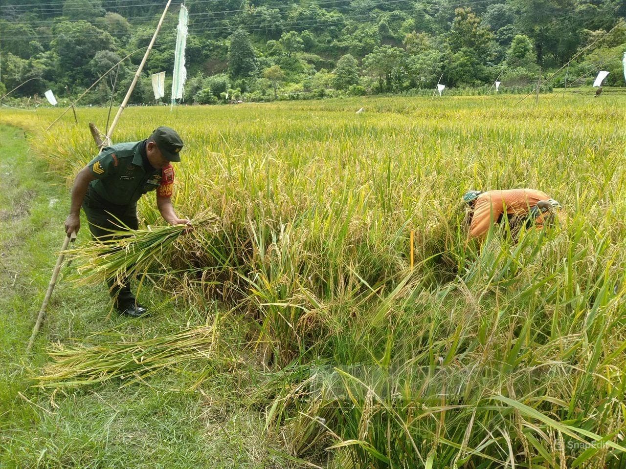 Babinsa Koramil1405-05/Mallusetasi Bersama PPL Melaksanakan Pengambilan Ubinan Padi