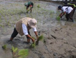 Dukung Program Ketahanan Pangan, Babinsa Kodim 1404/Pinrang Bantu Petani Tanam Padi