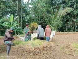 Babinsa Koramil-08/Tanete Riaja Sangat Bersemangat Dampingi Petani Panen Padi Secara Manual
