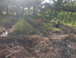 Babinsa Posramil Kuala Pesisir adakan komsos dengan petani sayuran