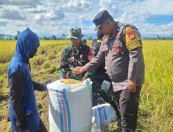 Kompak Dan Sinergi, Babinsa Dan Bhabinkamtibmas Di Kabupaten Pinrang Bantu Warga Panen Padi
