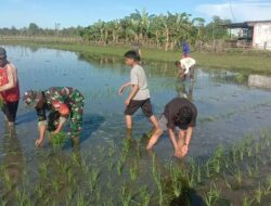 Dengan Penuh Semangat Dan Cucuran Keringat, Babinsa Koramil 1405-07/Tanete Rilau Bantu Petani Tanam Padi