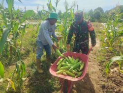 Wujud Pendampingan,Babinsa Koramil 0907/04 Tarut Bantu Petani Panen Jagung