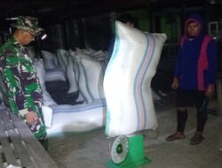 Tak Kenal Waktu, Babinsa Kodim 1404/Pinrang Dampingi Bulog Serap Gabah Petani