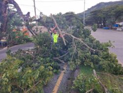 Aksi Tanggap Dan Gerak Cepat, Babinsa Koramil 1405-05/Mallusetasi Singkirkan Pohon Tumbang Yang Menutupi Badan Jalan