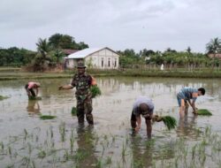 Wujudkan TNI Manunggal Bersama Rakyat, Babinsa Koramil 1405-07/Tanete Rilau Bantu Petani Tanam Padi