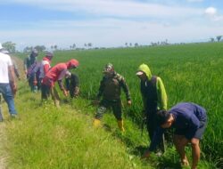 Penuhi Kebutuhan Air petani, Koramil-02 Kodim 1404/Pinrang Bersihkan Saluran irigasi Bersama Warga