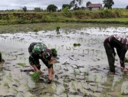 Kehadiran Babinsa Koramil 1405-04/Soppeng Riaja Sebagai Motivasi Petani Dalam Menanam Tanam Padi