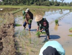 Terjun Langsung Ke Sawah, Babinsa Koramil 1405-07/Tanete Rilau Dampingi Petani Tanam Padi