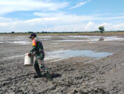 Pendampingan Penanaman Padi sistem TABELA oleh Babinsa Sebakung