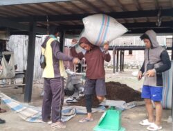 Babinsa Kodim 1404/Pinrang Dampingi Bulog Serap Gabah Petani Di Wilayah Binaan