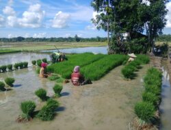 Babinsa Terjun ke Sawah, Bantu Petani Cabut Bibit Padi