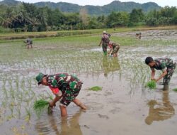 Hadirnya Danramil 1405-08/Tanete Riaja Jadi Penyemangat Dan Motivasi Petani Dalam Menanam Padi