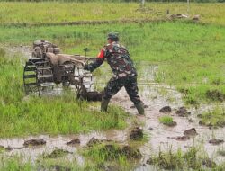 Wujud Nyata Dukungan Babinsa Koramil 1405-01/Ujung Terjun Langsung Ke Sawah Bantu Petani Bajak Sawah