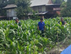 Jalin Kekraban, Babinsa Kodim 1404/Pinrang Komsos Dengan Petani Jagung