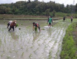 Manunggal Dengan Rakyat, Babinsa Koramil 1405-04/Soppeng Riaja Dampingi Petani Tanam Padi
