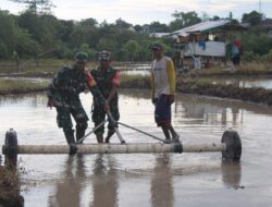 Personel Babinsa Koramil 1405-01/Ujung Bersama PPL Nyemplung Kesawah Bantu Petani Tanam Padi
