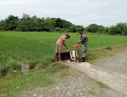 Cegah Hama Pada Tanaman Padi Babinsa Koramil 03/Senagan Timur Bantu Petani Menyemprot Hama Pada Tanaman Padi