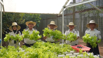 Lapas Banjarbaru Optimalkan SAE, Panen 15 Kg Selada Hidroponik