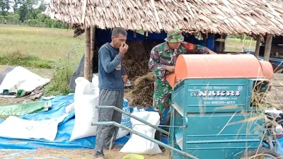 Bentuk Nyata, Babinsa Koramil 01/Simeulue Timur Turun ke Sawah Bantu Petani Merontokkan Padi