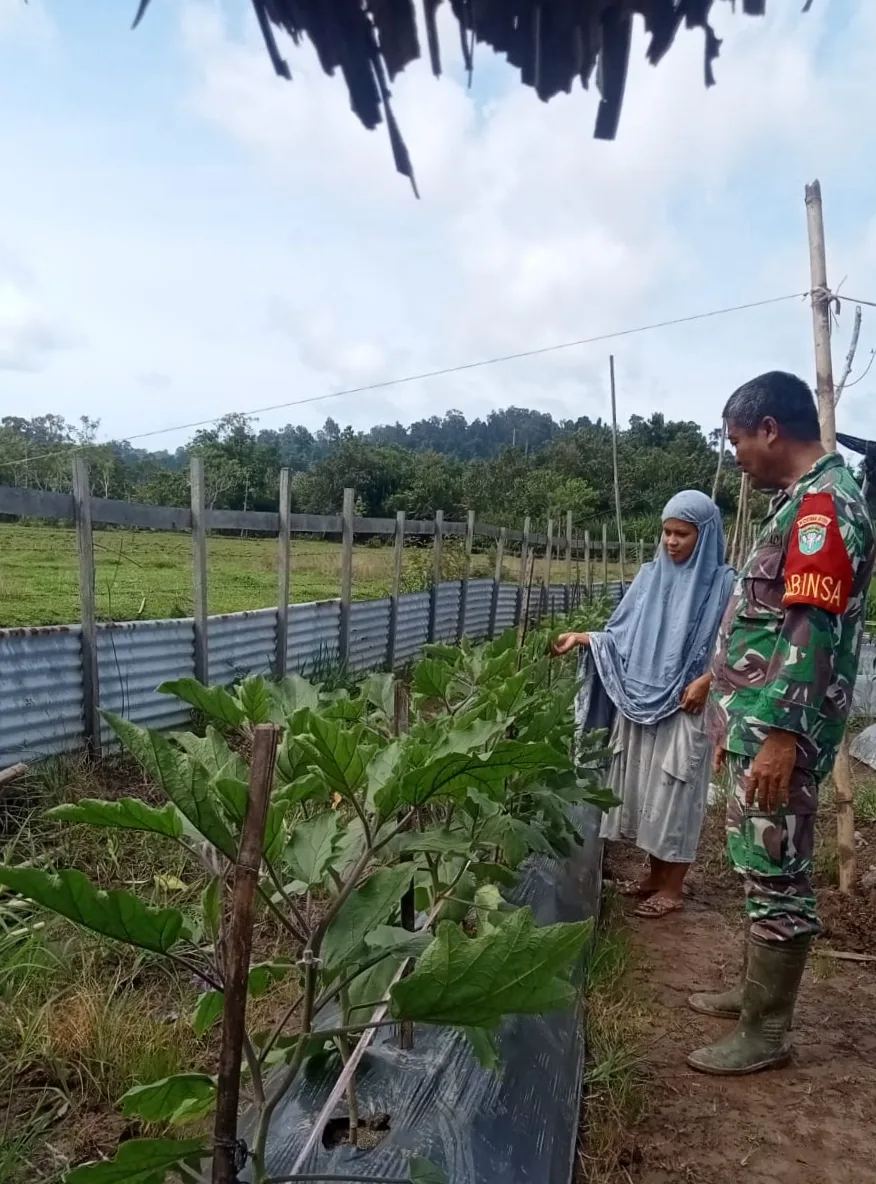 Dukung swasembada pangan Babinsa Bantu Cek Kebun Warga