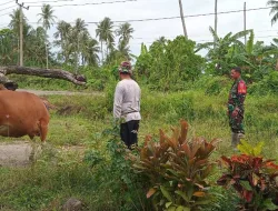 Cegah PMK, Babinsa Koramil 1404-01/Suppa Laksanakan Pemantauan Ternak Sapi Warga