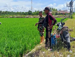 Dukung Ketahanan Pangan, Babinsa Koramil 1404-02/Mattiro Sompe Laksanakan Pemantauan Pertumbuhan Padi