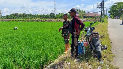 Dukung Ketahanan Pangan, Babinsa Koramil 1404-02/Mattiro Sompe Laksanakan Pemantauan Pertumbuhan Padi
