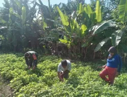 Turut Bantu Hadapi Permasalahan Petani, Babinsa Nagari Panyakalan Bersihkan Rumput Di Lahan Kacang Tanah
