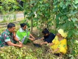 Babinsa Koramil 1404-05/Patampanua Laksanakan Pemantauan Tanaman Pangan Warga