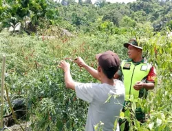 Babinsa 06/Teluk Dalam Dampingi Warga Panen Cabe