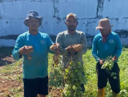 Panen 76 Kg Ubi Jalar, Lapas Banjarbaru Perkuat Kemandirian Warga Binaan