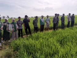 Babinsa Koramil 1404-08/Lanrisang Laksanakan Pemberantasan Hama Bersama Petani