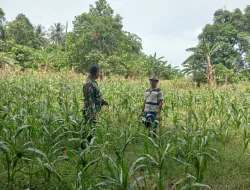 Dukung Ketahanan Pangan, Babinsa Koramil 1404-03/Mattiro Bulu Tinjau Tanaman Jagung Warga