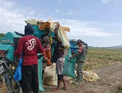 Babinsa 1405 – 04 /Soppeng Riaja Aktif Pantau Wilayah, Edukasi Operator Combine Demi Kualitas Hasil Panen