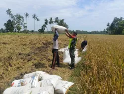 Babinsa Koramil 03/Delima Aktif Dampingi Petani, Dukung Ketahanan Pangan di Pidie