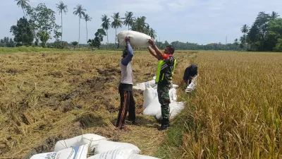 Babinsa Koramil 03/Delima Aktif Dampingi Petani, Dukung Ketahanan Pangan di Pidie