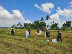 Dukung Ketahanan Pangan, Babinsa Koramil 1404-04/Paleteang Bantu Petani Panen Padi di Tiroang