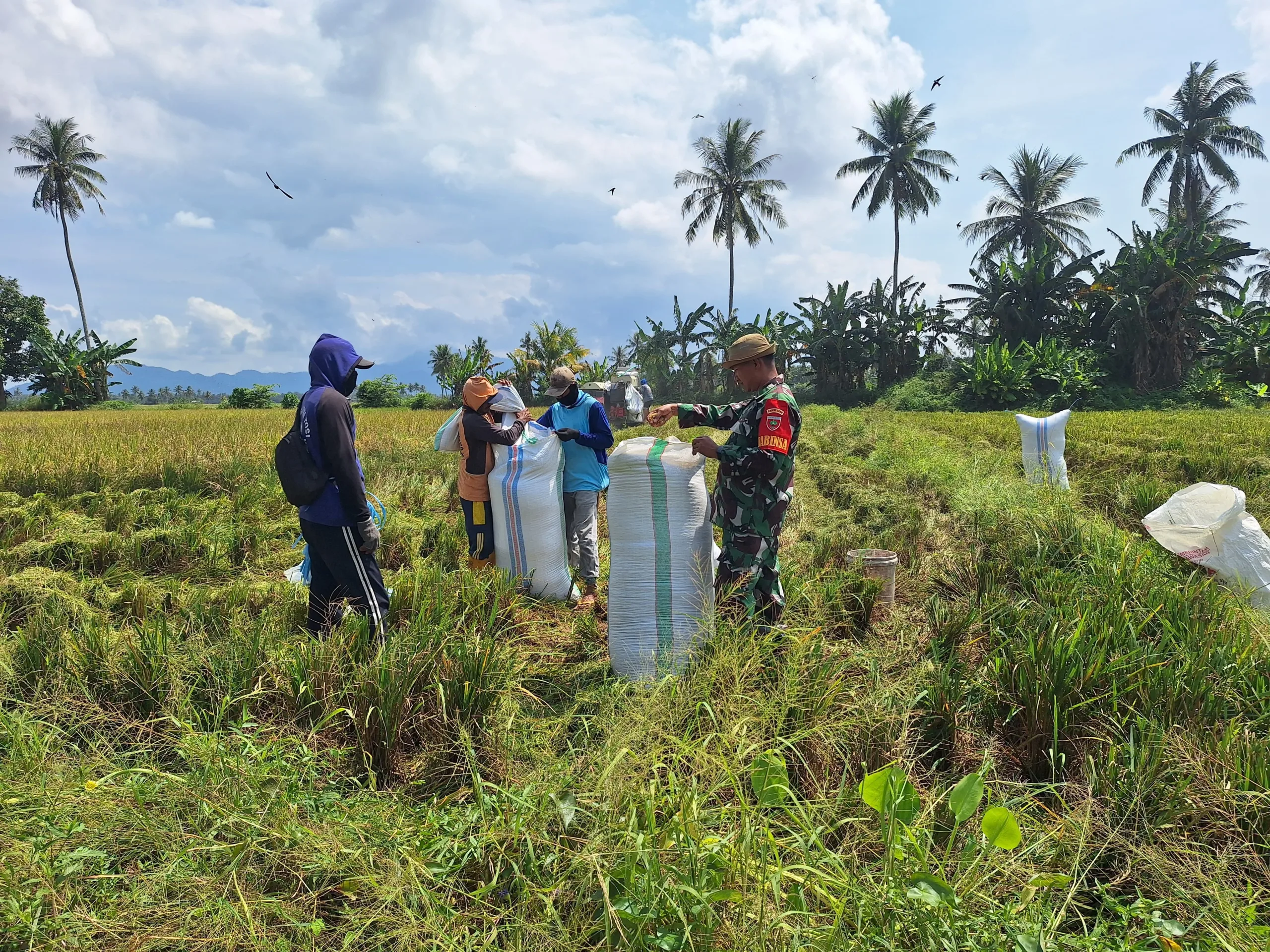 Dukung Ketahanan Pangan, Babinsa Paleteang Dampingi Petani Panen Padi di Temmasarangng