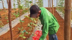 Panen 12 Kilogram Kacang Panjang, Rutan Pelaihari Dorong Produktivitas Warga Binaan melalui Pertanian