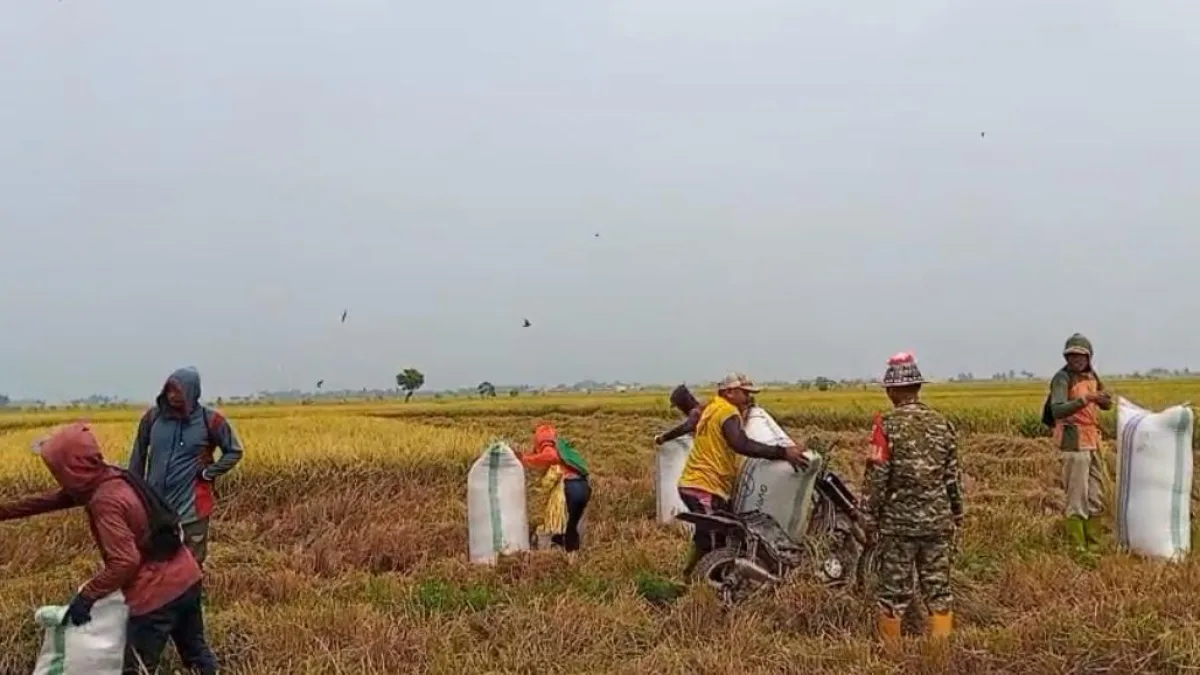 Dampingi Petani Panen Padi di Musim Kemarau, Babinsa Dukung Ketahanan Pangan di Desa Siwolong Polong