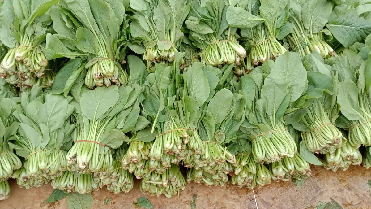 150 Ikat Sawi Berhasil Dipanen! Rutan Pelaihari Buktikan Lahan Terbatas Bisa Produktif