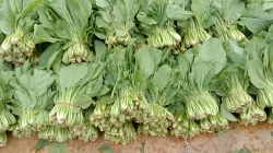 150 Ikat Sawi Berhasil Dipanen! Rutan Pelaihari Buktikan Lahan Terbatas Bisa Produktif